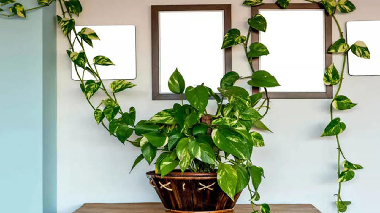  మనీ ప్లాంట్లు ఇంటి లోపల బాగా పెరుగుతాయి. ఈ మొక్కకు ఎక్కువ సూర్యరశ్మి అవసరం లేదు, మరియు బయట ఉంచినప్పుడు, అది బాగా పెరగకపోవచ్చు లేదా సులభంగా ఎండిపోవచ్చు. కుంగిపోయిన లేదా అనారోగ్యకరమైన మనీ ప్లాంట్‌ను చెడు శకునంగా పరిగణిస్తారు. ఆర్థిక కొరతకు దారితీస్తుంది. సానుకూల శక్తిని, ఆర్థిక శ్రేయస్సును పెంపొందించడానికి, అనుకూలమైన వాతావరణంలో పెరిగేలా మొక్కను ఎల్లప్పుడూ ఇంటి లోపల ఉంచండి.