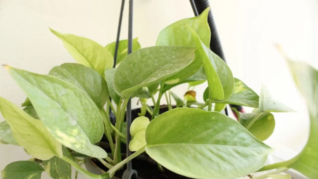 వాస్తు శాస్త్రం ప్రకారం మనీ ప్లాంట్ చచ్చిపోవడం లేదా వాడిపోవడం వల్ల కుటుంబ సంబంధాలలో ఉద్రిక్తత, విభేదాలు, దూరం ఏర్పడతాయి. బయట ఉంచితే.. మనీ ప్లాంట్ త్వరగా చెడిపోయే అవకాశం ఉంది.
