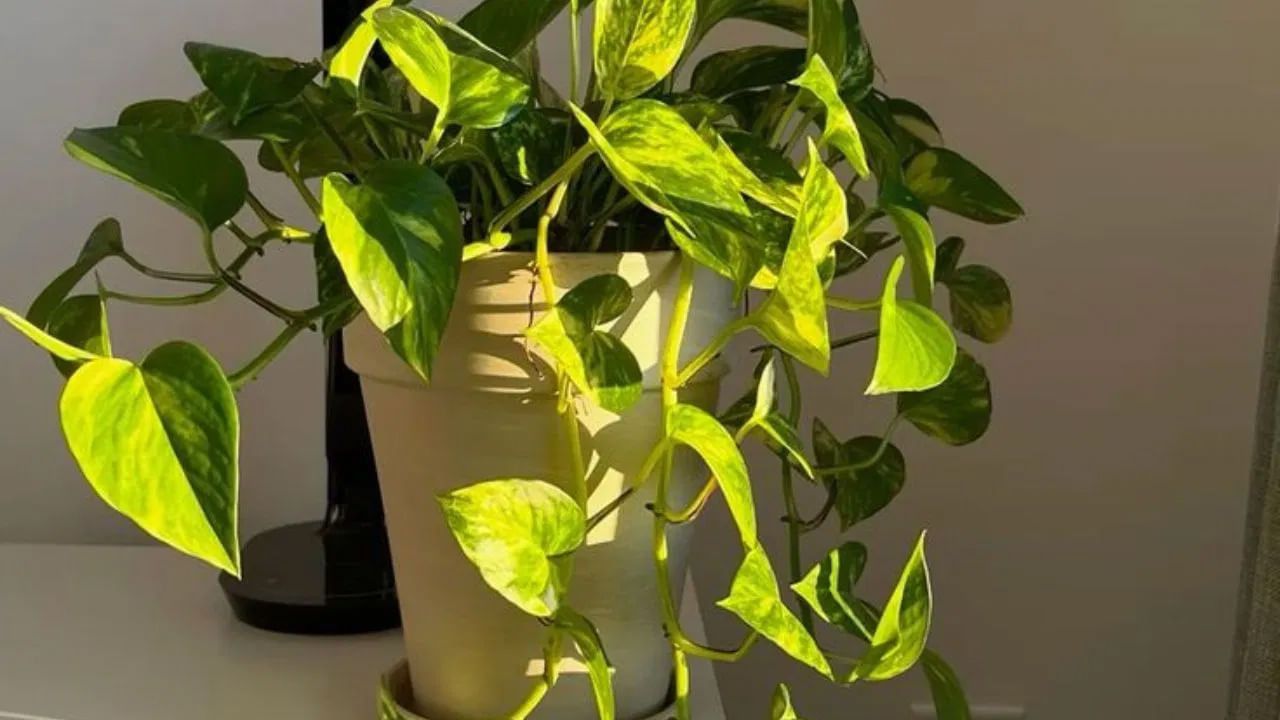 మనీ ప్లాంట్‌ను ఇంటి బయట నాటితే.. అది శత్రుత్వం , వివాదాలకు దారితీస్తుందని. ఇలా చేయడం వలన కుటుంబ సభ్యుల మధ్య మానసికంగా కలతలు ఏర్పడతాయని.. బంధం చెదిరిపోతుందని నమ్ముతారు.  
ఇంటి బయట మనీ ప్లాంట్ ఉంచడం వల్ల సానుకూల శక్తి , శ్రేయస్సు ఇంటి లోపలికి ఆకర్షించబడటానికి బదులుగా బయటికి ప్రవహిస్తుంది. దీని వలన ఇంట్లో ఆనందం , శాంతి కోల్పోతారు.
