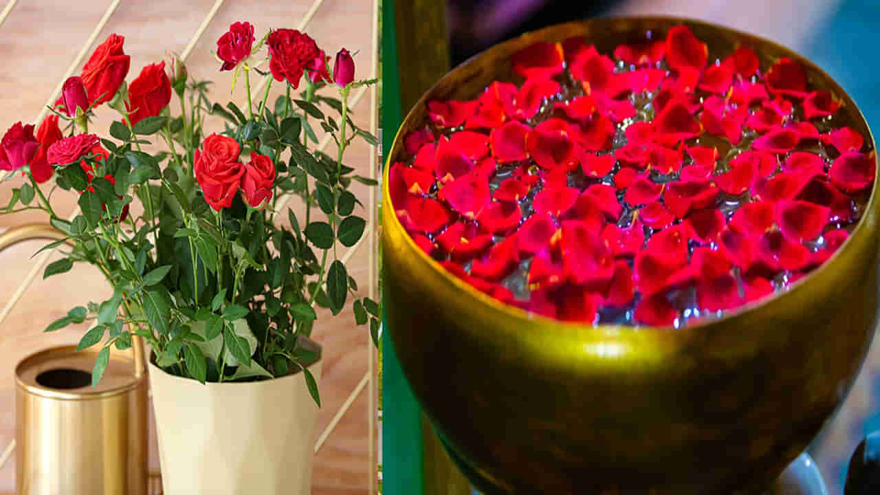 Vastu Tips: ప్రేమ, డబ్బు, విజయం మీ సొంతం కావాలా.. గులాబీ పువ్వులతో ఈ వాస్తు చిట్కాలను ట్రై చేయండి..
