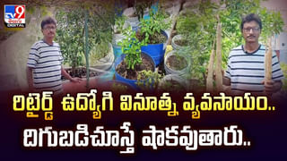 Viral Video: ఓర్నాయనో.. ఈ మొసలి తెలివితేటలు మామూలుగా లేవుగా… కదలకుండా ఉన్న మొసలి చనిపోయిందనుకున్నారు.. ఆ తర్వాత..