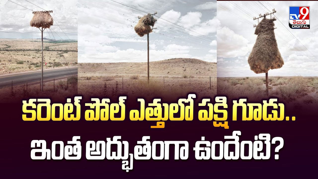 కరెంట్ పోల్ పైన పక్షి గూళ్లు .. ఆఫ్రికాలో అద్భుతం వీడియో