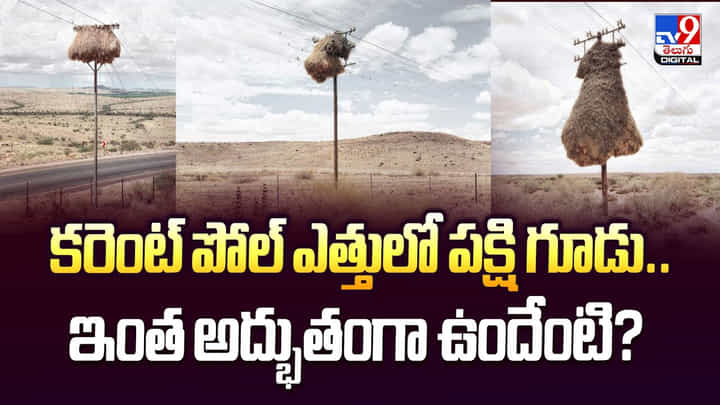 కరెంట్ పోల్ పైన పక్షి గూళ్లు .. ఆఫ్రికాలో అద్భుతం వీడియో కరెంట్ పోల్ పైన పక్షి గూళ్లు .. ఆఫ్రికాలో అద్భుతం వీడియో