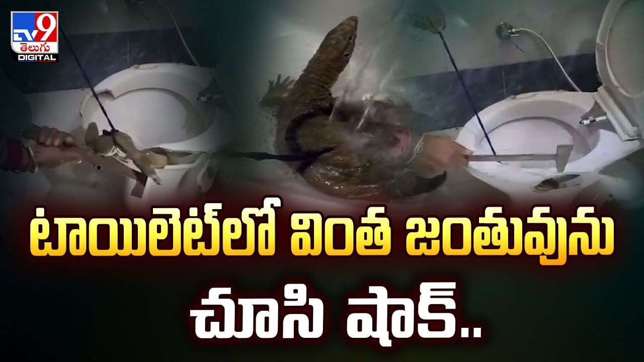 టాయిలెట్‌లో వింత జంతువును చూసి షాక్‌ వీడియో