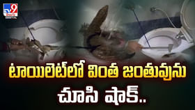 టాయిలెట్లో వింత జంతువును చూసి షాక్ వీడియో టాయిలెట్లో వింత జంతువును చూసి షాక్ వీడియో
