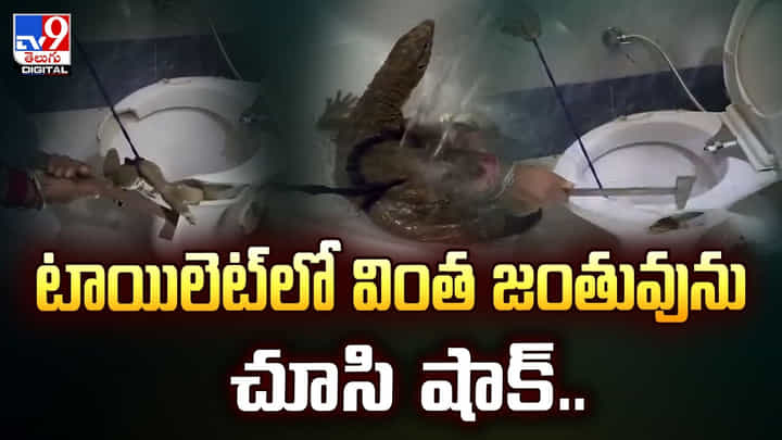 టాయిలెట్లో వింత జంతువును చూసి షాక్ వీడియో టాయిలెట్లో వింత జంతువును చూసి షాక్ వీడియో