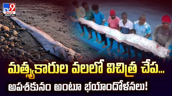 మత్స్యకారుల వలలో విచిత్ర చేప... అపశకునం అంటూ భయాందోళనలు వీడియో మత్స్యకారుల వలలో విచిత్ర చేప... అపశకునం అంటూ భయాందోళనలు వీడియో