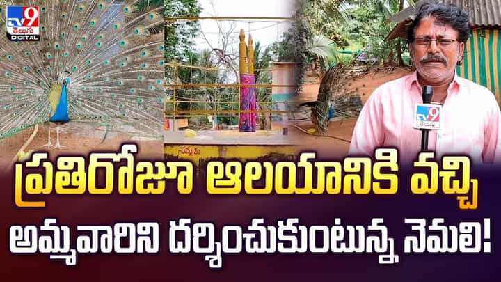 ప్రతిరోజూ ఆలయానికి వెళ్తున్న నెమలి.. ఎందుకో తెలిస్తే ఆశ్చర్యపోవాల్సిందే! వీడియో ప్రతిరోజూ ఆలయానికి వెళ్తున్న నెమలి.. ఎందుకో తెలిస్తే ఆశ్చర్యపోవాల్సిందే! వీడియో