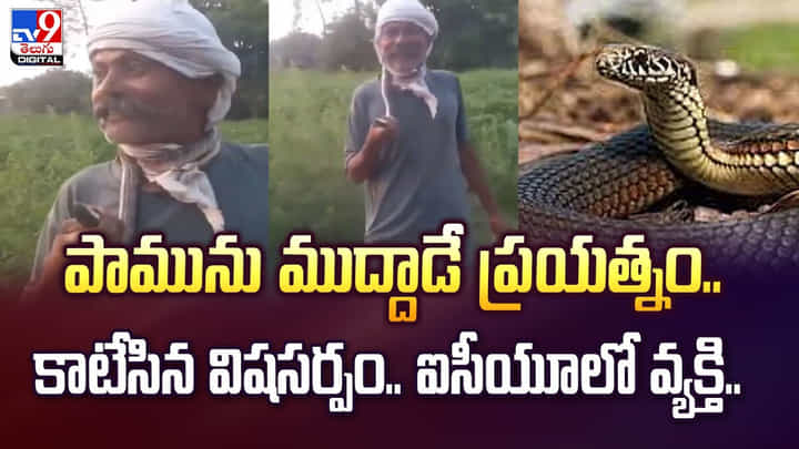 పాముకు ముద్దుపెట్టిన రైతు.. చివరకు వీడియో చూస్తే షాక్ అవ్వాల్సిందే! పాముకు ముద్దుపెట్టిన రైతు.. చివరకు వీడియో చూస్తే షాక్ అవ్వాల్సిందే!