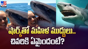సొర చేపకు మహిళ ముద్దులు.. తర్వాత అంతా షాక్ వీడియో సొర చేపకు మహిళ ముద్దులు.. తర్వాత అంతా షాక్ వీడియో