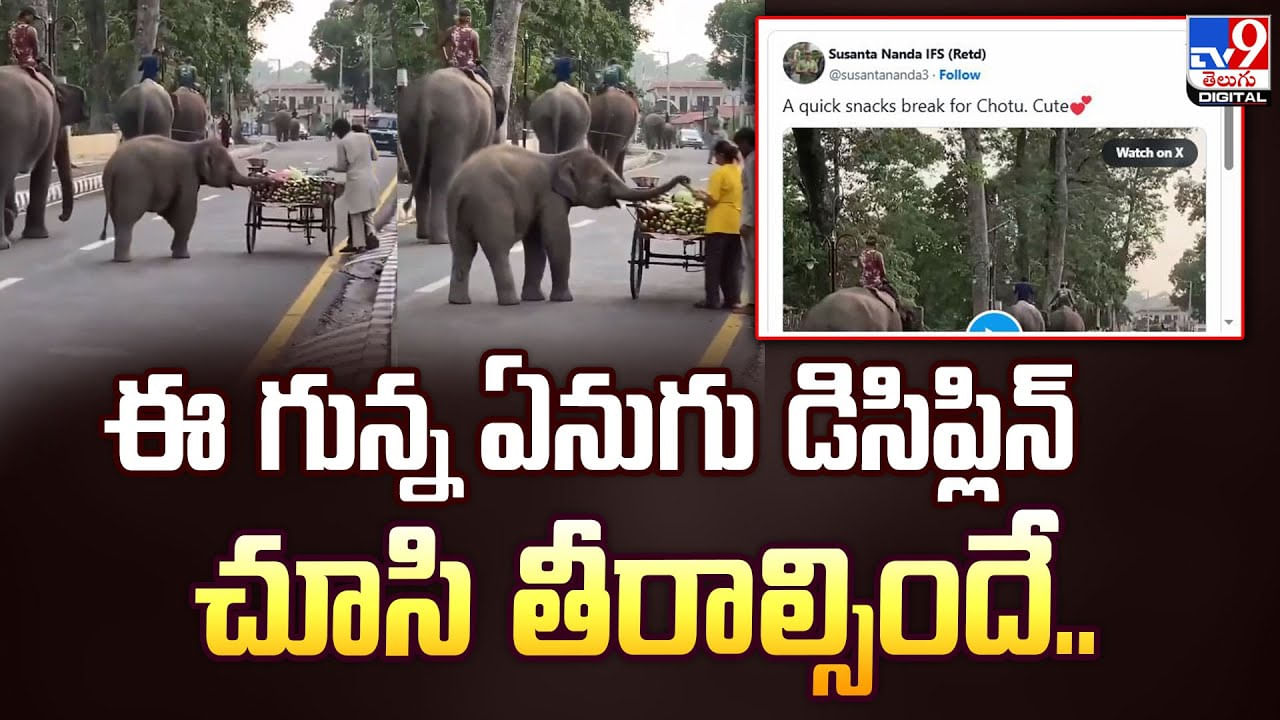 ఈ గున్న ఏనుగు డిసిప్లిన్ చూసి తీరాల్సిందే..వీడియో