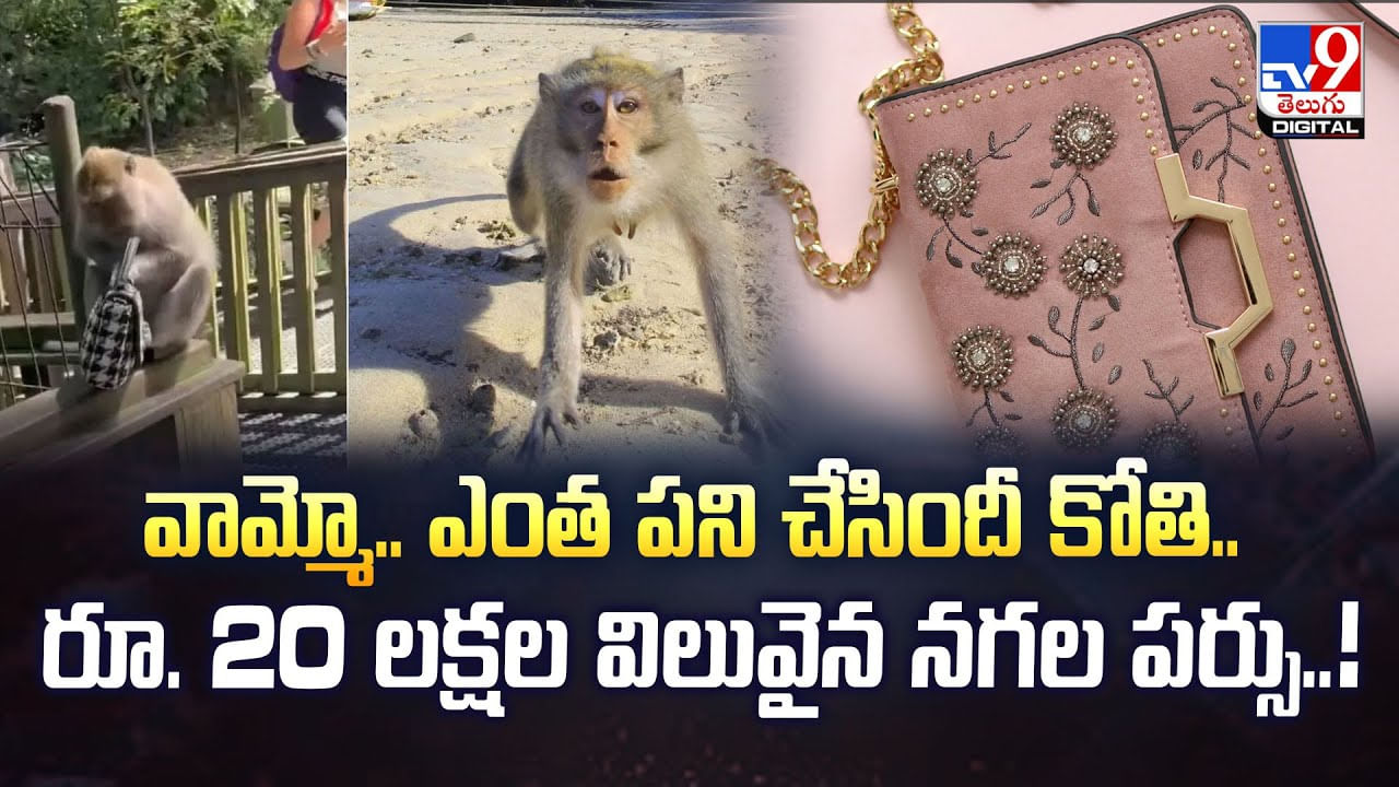 వామ్మో .. ఎంత పని చేసిందీ కోతి.. రూ. 20 లక్షల విలువైన నగల పర్సు వీడియో