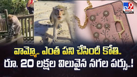 వామ్మో .. ఎంత పని చేసిందీ కోతి.. రూ. 20 లక్షల విలువైన పర్సు చోరీ వామ్మో .. ఎంత పని చేసిందీ కోతి.. రూ. 20 లక్షల విలువైన పర్సు చోరీ