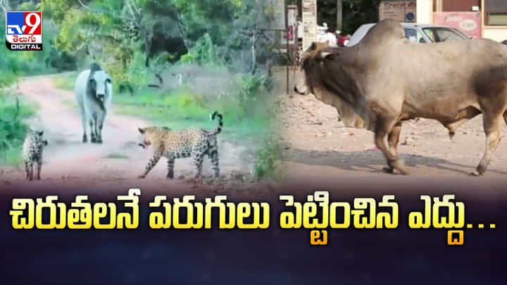 చిరుతలనే పరుగులు పెట్టించిన ఎద్దు వీడియో వైరల్ చిరుతలనే పరుగులు పెట్టించిన ఎద్దు వీడియో వైరల్