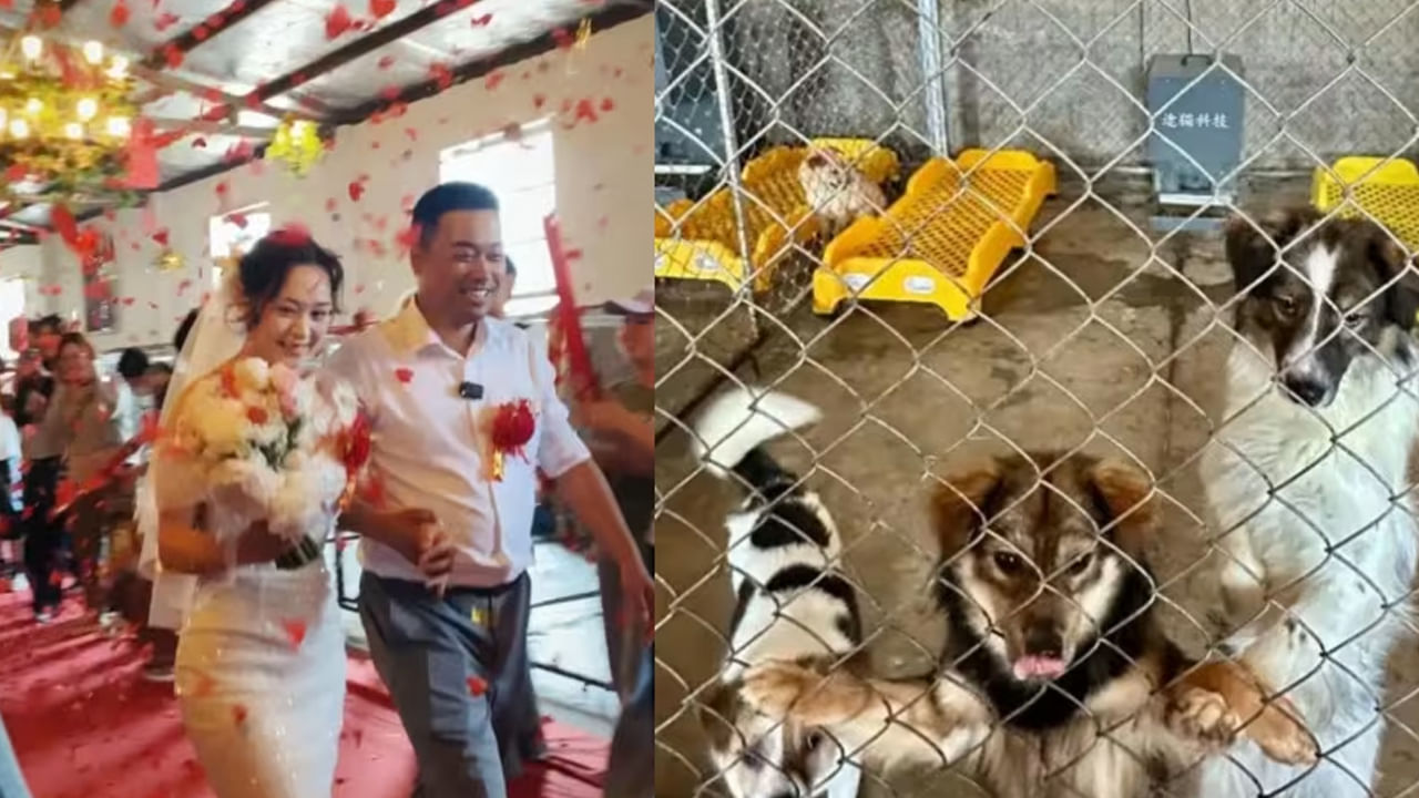 Viral News: డాగ్ షెల్టర్ లో పెళ్లి చేసుకున్న జంట.. 200 పైగా కుక్కలే వివాహానికి అతిధులు.. ఎక్కడంటే..