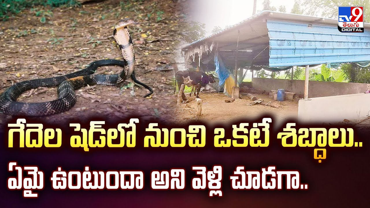 గేదెల షెడ్‌లో నుంచి ఒకటే శబ్ధాలు.. ఏమై ఉంటుందా అని వెళ్లి చూడగా.. వీడియో
