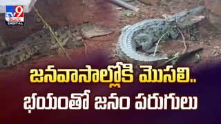 సింహంతో పరాచకాలాడితే ఇలాగే మడతెట్టేస్తది.. వీడియో వైరల్