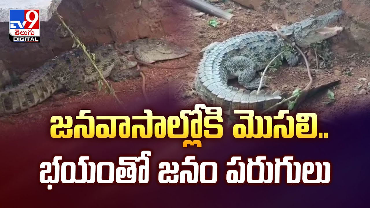 జనవాసాల్లోకి మొసలి.. భయంతో జనం పరుగులు వీడియో