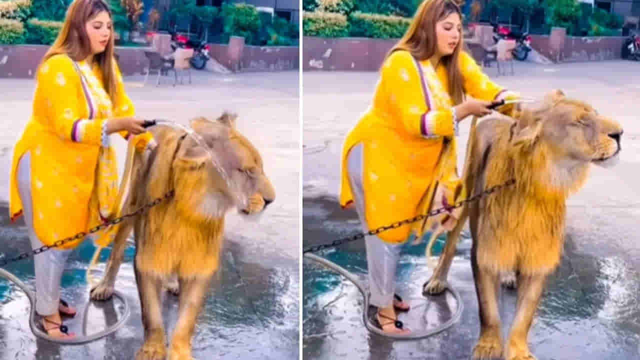 Viral Video: స్త్రీ.. మృగరాజునే పసిపాప చేసేందిగా.. హ్యాపీగా స్నానం చేయించుకుంటున్న సింహం.. షాకింగ్ వీడియో వైరల్