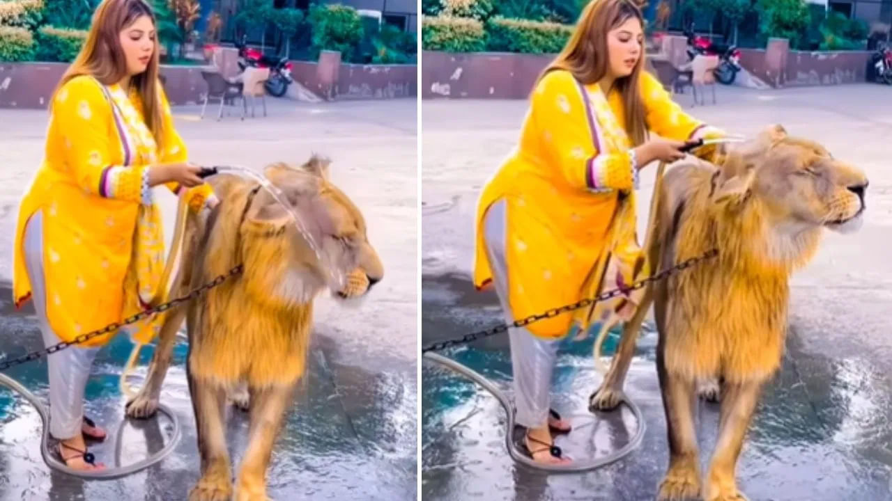 Viral Video: స్త్రీ.. మృగరాజునే పసిపాప చేసేందిగా.. హ్యాపీగా స్నానం చేయించుకుంటున్న సింహం.. షాకింగ్ వీడియో వైరల్