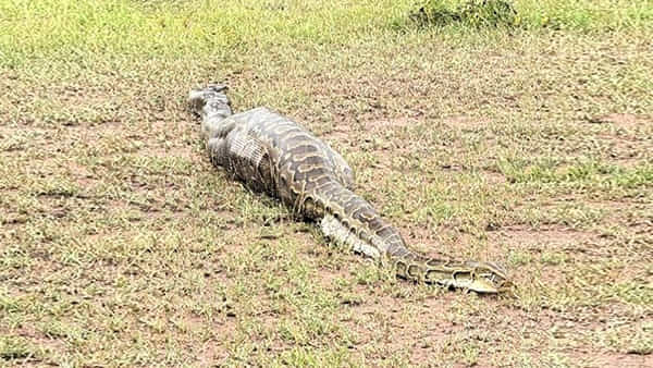 Viral Video: ఉబ్బిన పొట్టతో దూరంగా కనిపించిన కొండచిలువ.. అనుమానమొచ్చి కోసి చూడగా