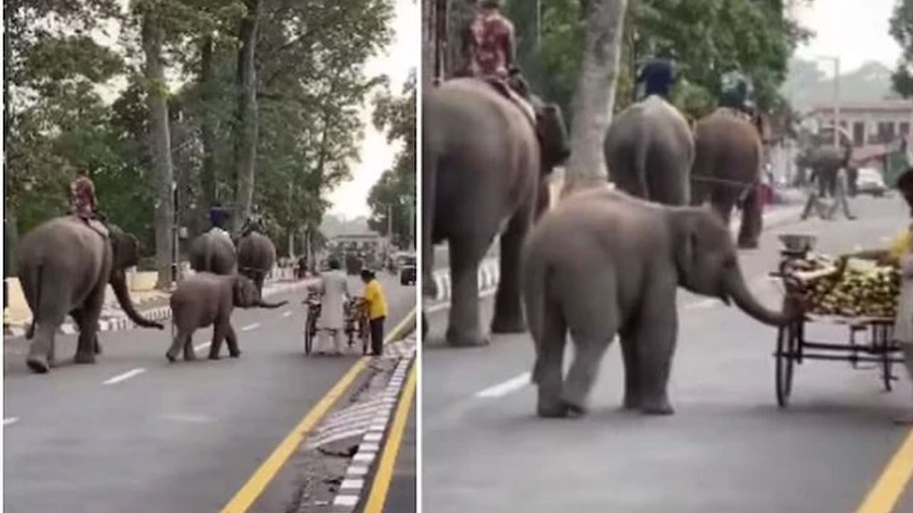 Viral Video: గున్న ఏనుగు క్యూట్ నెస్ ఓవర్ లోడ్.. నెటిజన్లను ప్రేమలో పడేసిన ప్రవర్తన.. వీడియో వైరల్