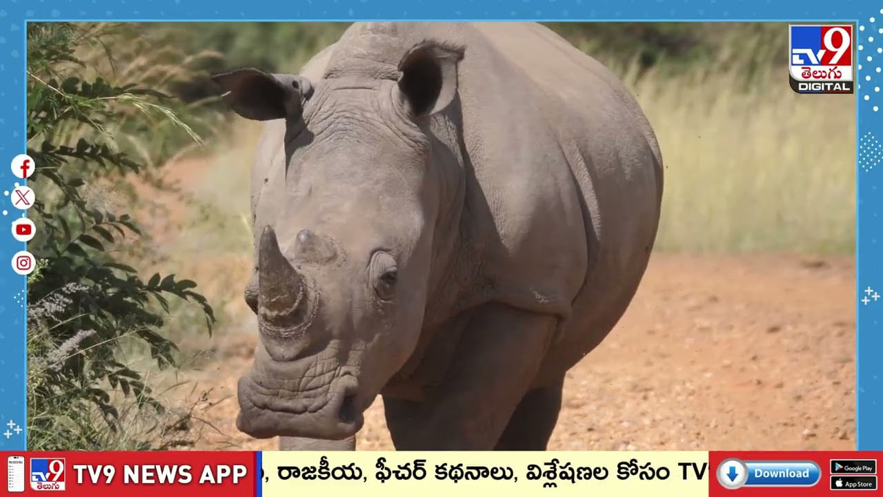 దూసుకొచ్చిన ఖడ్గమృగం... షాకైన పర్యాటకులు.. ఏం జరిగిందంటే వీడియో