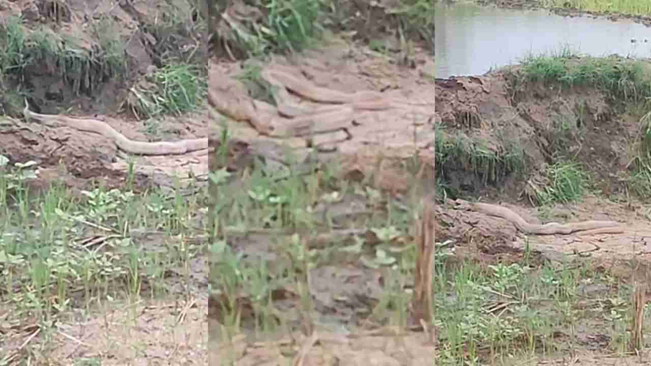 Viral Video: వామ్మో.. జెర్రిపోతును అమాంతం మింగిన నాగుపాము.. వీడియో చూస్తే వెన్నులో వణుకే