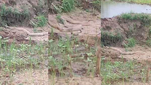 Viral Video: వామ్మో.. జెర్రిపోతును అమాంతం మింగిన నాగుపాము.. వీడియో చూస్తే వెన్నులో వణుకే