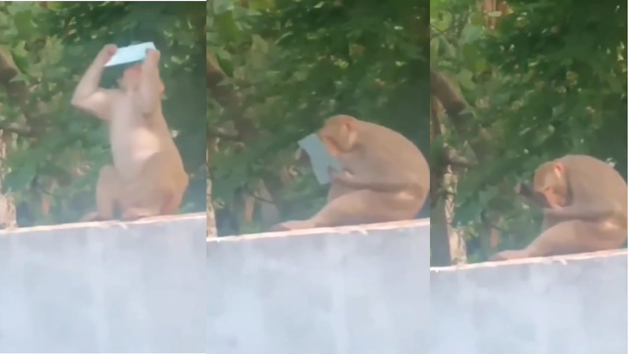 ఏంట్రా ఇంత అందంగా ఉన్నాను.. నా అందాన్ని చూసి నాకే జలసీగా ఉంది.. అద్దంలో చూసుకొని మురిసిపోయిన కోతి!