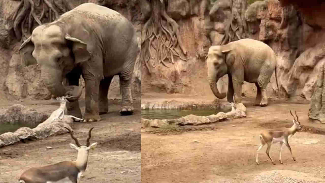 Viral Video: ప్రకృతిలో ఇంకా దయ మిగిలే ఉంది.. ప్రాణాల కోసం పోరాడుతున్న జింకని కాపాడిన ఏనుగు.. ఆకట్టుకున్న వీడియో