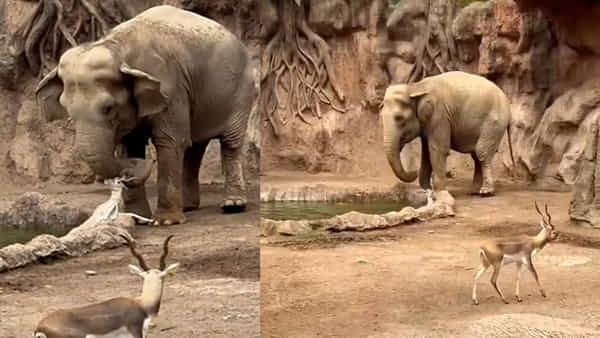 Viral Video: ప్రకృతిలో ఇంకా దయ మిగిలే ఉంది.. ప్రాణాల కోసం పోరాడుతున్న జింకని కాపాడిన ఏనుగు.. ఆకట్టుకున్న వీడియో
