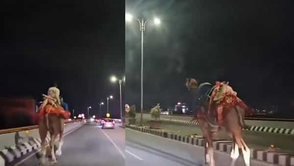 Viral Video: పీవీ ఎక్స్ప్రెస్ హైవేపై దర్శనమిచ్చిన ఎడారి ఓడ.. వాహనదారులు చూసి ఏం చేశారంటే!