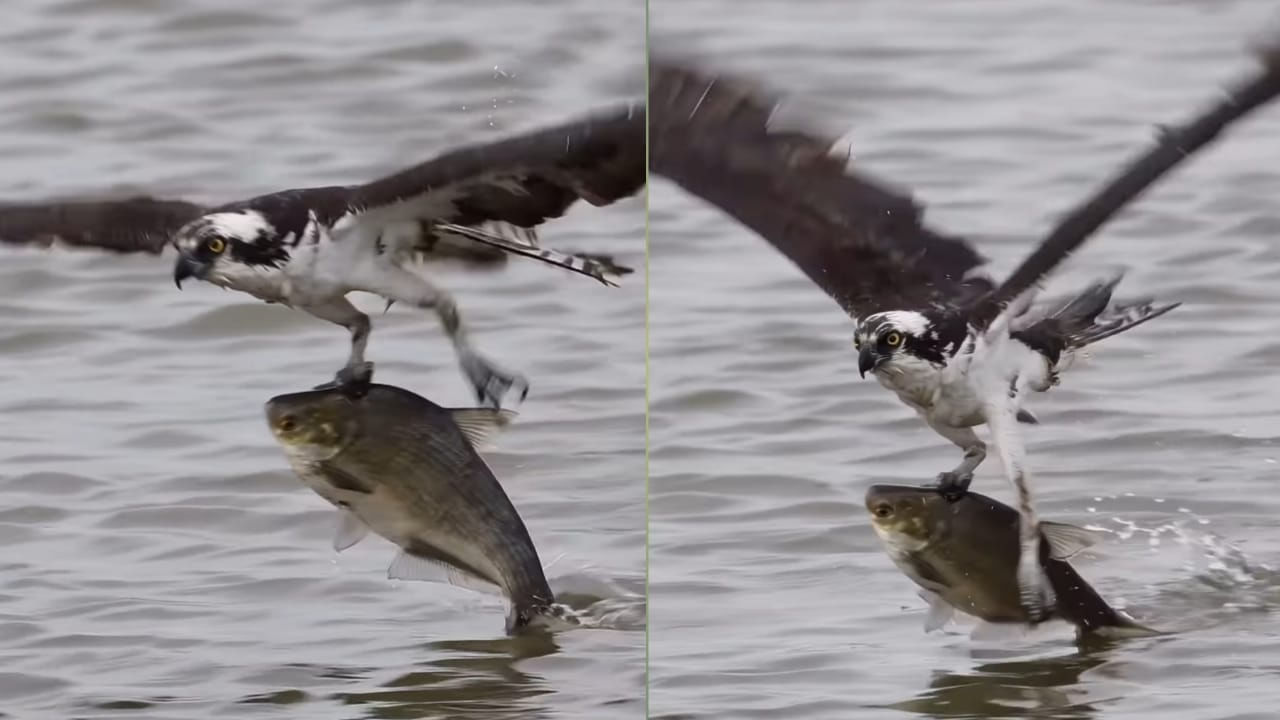 Eagle Vs Fish: వైరల్ వీడియో.. కళ్ళ ముందు పక్షి విన్యాసం.. చేపతో డేంజర్ ఫైట్!