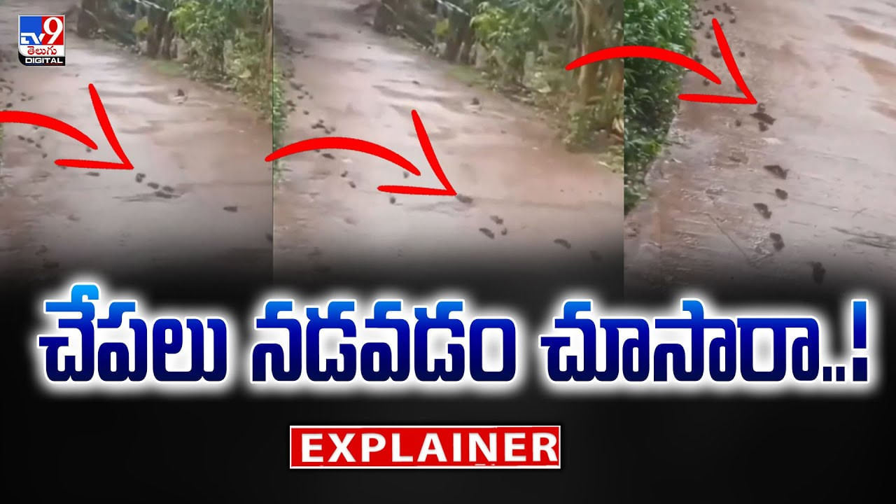 చేపలు నడవడం చూసారా ?? అయితే ఈ వీడియో తప్పక చూడాల్సిందే