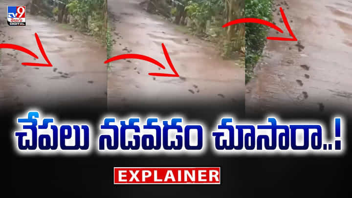 చేపలు నడవడం చూసారా ?? అయితే ఈ వీడియో తప్పక చూడాల్సిందే చేపలు నడవడం చూసారా ?? అయితే ఈ వీడియో తప్పక చూడాల్సిందే