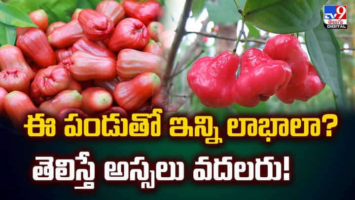 ఈ పండుతో ఇన్ని లాభాలా? తెలిస్తే అస్సలు వదలరు! ఈ పండుతో ఇన్ని లాభాలా? తెలిస్తే అస్సలు వదలరు!