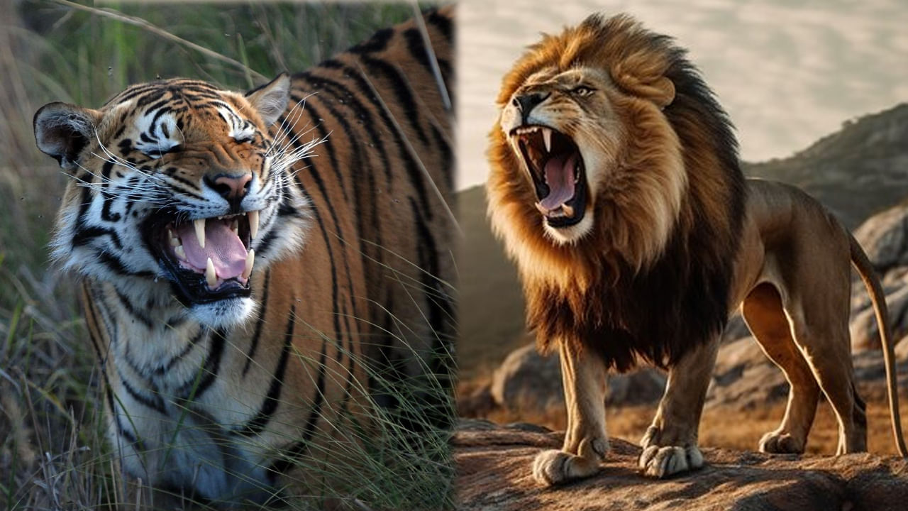 Wild Animals