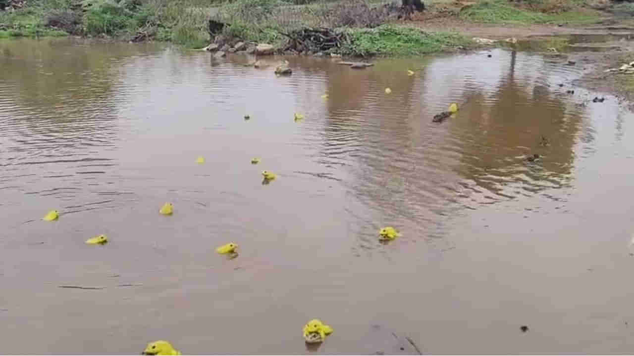 JAGTIAL: జగిత్యాలలో కనువిందు చేస్తున్న అరుదైన కప్పలు.. సోషల్‌ మీడియాలో వైరల్‌ అవుతున్న వీడియోలు!