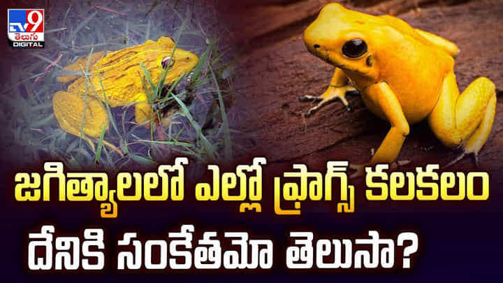 జగిత్యాలలో ఎల్లో ఫ్రాగ్స్ కలకలం దేనికి సంకేతమో తెలుసా?వీడియో జగిత్యాలలో ఎల్లో ఫ్రాగ్స్ కలకలం దేనికి సంకేతమో తెలుసా?వీడియో