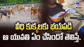 వీధి కుక్కలకు భయపడి ఆ యువతి ఏం చేసిందో తెలిస్తే వీడియో వీధి కుక్కలకు భయపడి ఆ యువతి ఏం చేసిందో తెలిస్తే వీడియో