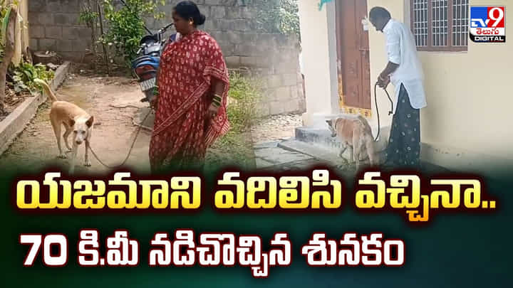 యజమాని వదిలేసి వచ్చినా.. 70 కి.మీ నడిచొచ్చిన శునకం వీడియో యజమాని వదిలేసి వచ్చినా.. 70 కి.మీ నడిచొచ్చిన శునకం వీడియో