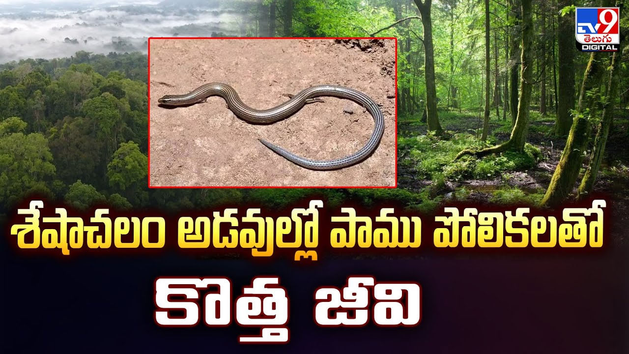 శేషాచలం అడవుల్లో పాము పోలికలతో కొత్త జీవి వీడియో