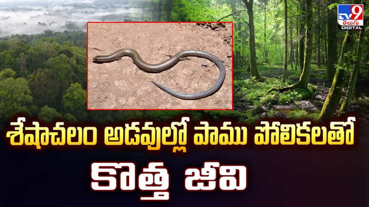 శేషాచలం అడవుల్లో పాము పోలికలతో కొత్త జీవి వీడియో శేషాచలం అడవుల్లో పాము పోలికలతో కొత్త జీవి వీడియో