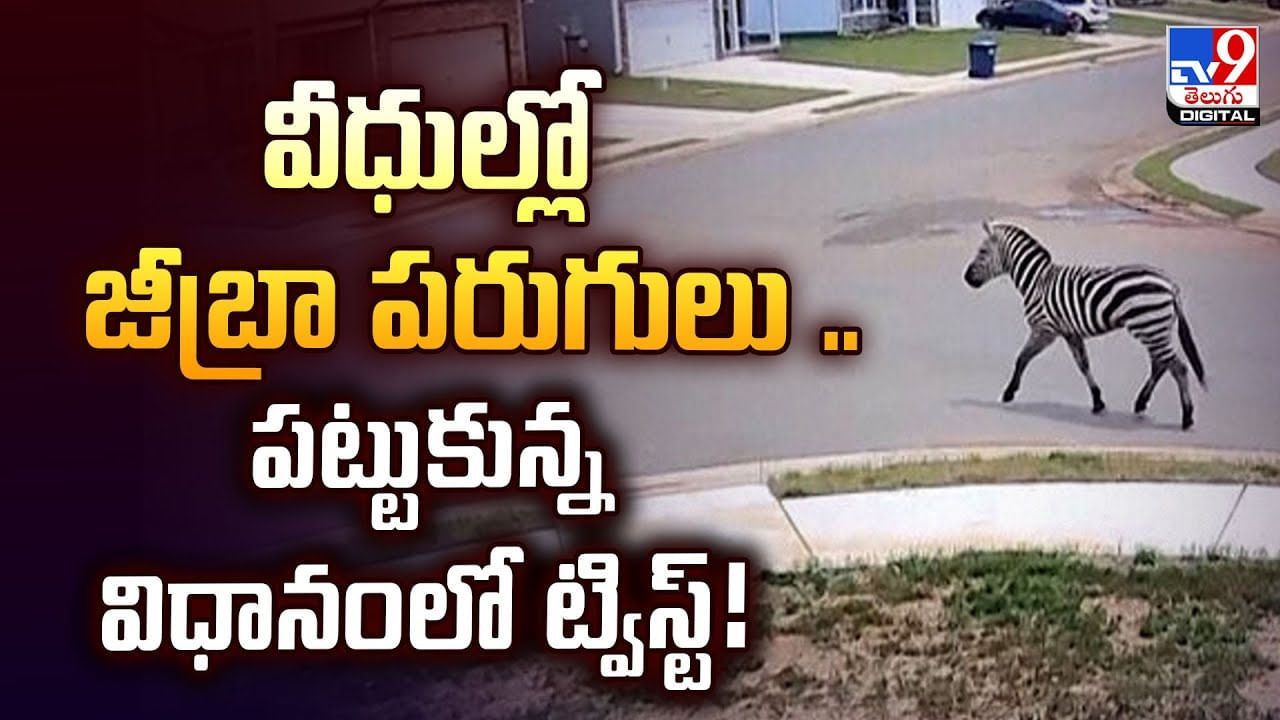 వీధుల్లో జీబ్రా పరుగులు .. పట్టుకున్న విధానంలో ట్విస్ట్‌!
