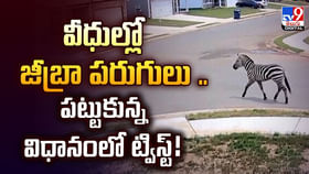 వీధుల్లో జీబ్రా పరుగులు .. పట్టుకున్న విధానంలో ట్విస్ట్! వీధుల్లో జీబ్రా పరుగులు .. పట్టుకున్న విధానంలో ట్విస్ట్!