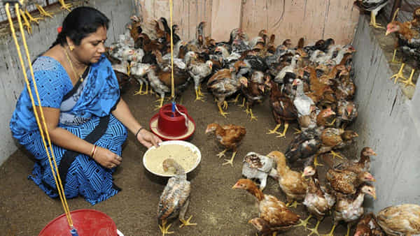 Business Ideas:మహిళలకు ఉచితంగా రూ.50 వేల ఎగ్ కార్ట్ యూనిట్లు.. భలే బిజినెస్