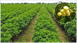 Bajaj EV: బజాజ్ చేతక్ ఈవీ సంచలనం.. ఆ ధరతో మార్కెట్ షేక్!