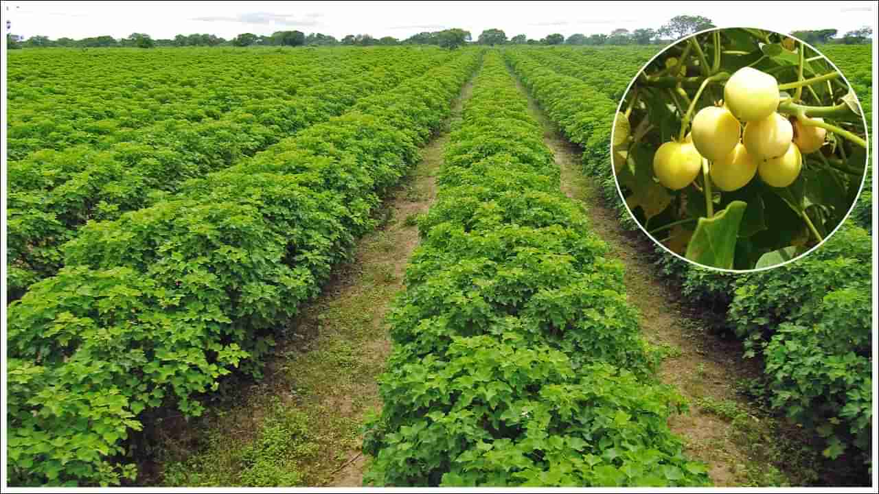 Business Idea: లక్షాధికారులను చేసే చేసే ఈ మొక్కల పెంపకం.. ఒక్కసారి నాటితే 50 ఏళ్ల పాటు కాసుల వర్షం!