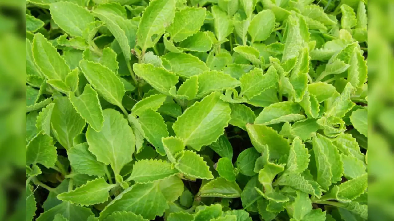 వాము ఆకుల్లో విటమిన్ ఎ, సి, సెలీనియం, జింక్ మొదలైనవి పుష్కలంగా ఉంటాయి. ఇవి శరీరాన్ని సమతుల్యంగా ఉంచడంలో, హార్మోన్లను నియంత్రించడంలో సహాయపడతాయి. ఇది శరీరాన్ని హైడ్రేట్గా ఉంచే శీతలీకరణ లక్షణాలు కూడా వాము ఆకులో ఉన్నాయి.